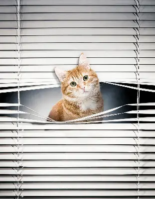 Fensterrollo innen von Ingwerkatze