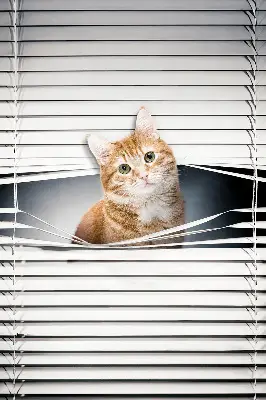 Fensterrollo innen von Ingwerkatze