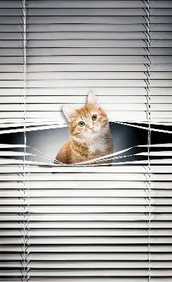 Fensterrollo innen von Ingwerkatze