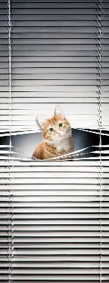 Fensterrollo innen von Ingwerkatze