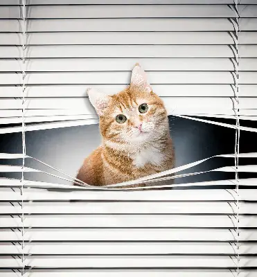Fensterrollo innen von Ingwerkatze