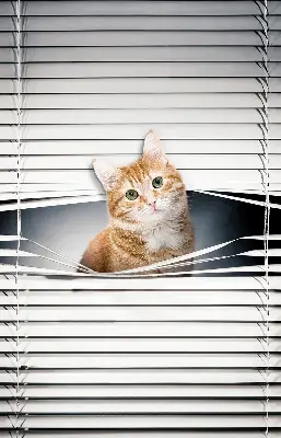 Fensterrollo innen von Ingwerkatze