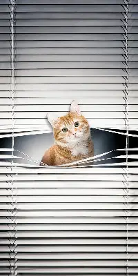 Fensterrollo innen von Ingwerkatze