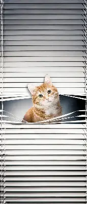 Fensterrollo innen von Ingwerkatze