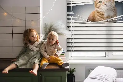Fensterrollo innen von Ingwerkatze