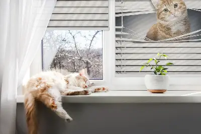 Fensterrollo innen von Ingwerkatze