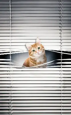 Fensterrollo innen von Ingwerkatze