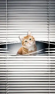 Fensterrollo innen von Ingwerkatze
