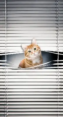 Fensterrollo innen von Ingwerkatze