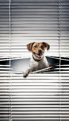 Fensterrollo mit Hundemotiv für den Innenbereich