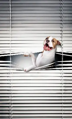 Fensterrollo mit Hundemotiv