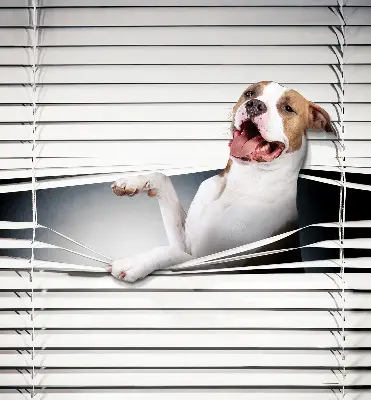 Fensterrollo mit Hundemotiv