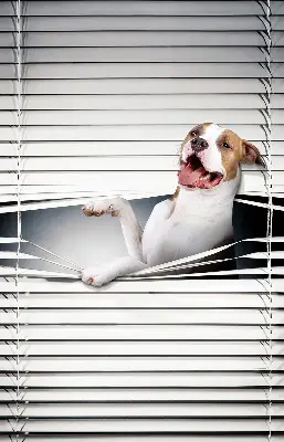 Fensterrollo mit Hundemotiv