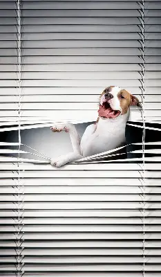 Fensterrollo mit Hundemotiv
