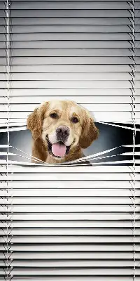 Fensterrollo mit Motiv eines goldenen Hundes