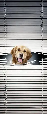 Fensterrollo mit Motiv eines goldenen Hundes
