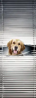 Fensterrollo mit Motiv eines goldenen Hundes