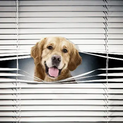 Fensterrollo mit Motiv eines goldenen Hundes
