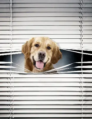 Fensterrollo mit Motiv eines goldenen Hundes