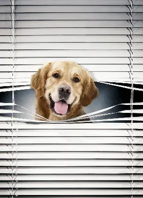 Fensterrollo mit Motiv eines goldenen Hundes