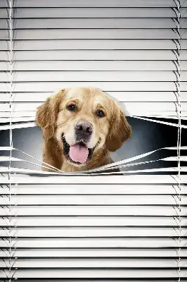 Fensterrollo mit Motiv eines goldenen Hundes