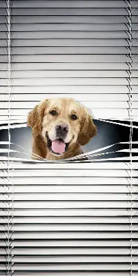 Fensterrollo mit Motiv eines goldenen Hundes