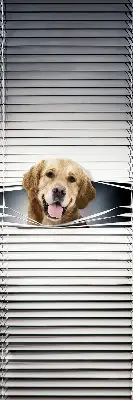 Fensterrollo mit Motiv eines goldenen Hundes