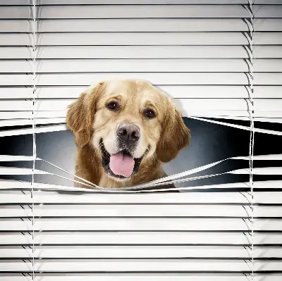 Fensterrollo mit Motiv eines goldenen Hundes