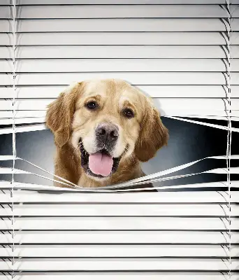 Fensterrollo mit Motiv eines goldenen Hundes