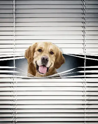 Fensterrollo mit Motiv eines goldenen Hundes