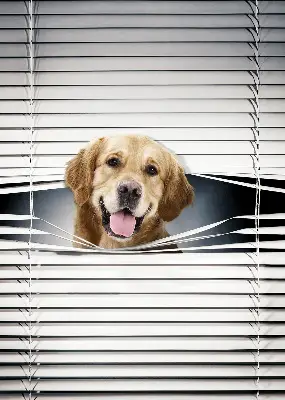 Fensterrollo mit Motiv eines goldenen Hundes