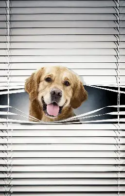 Fensterrollo mit Motiv eines goldenen Hundes