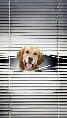 Fensterrollo mit Motiv eines goldenen Hundes