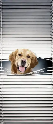Fensterrollo mit Motiv eines goldenen Hundes