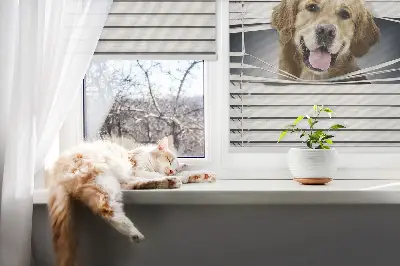 Fensterrollo mit Motiv eines goldenen Hundes