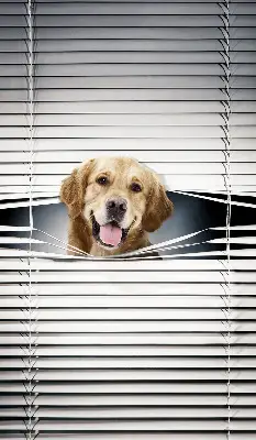 Fensterrollo mit Motiv eines goldenen Hundes