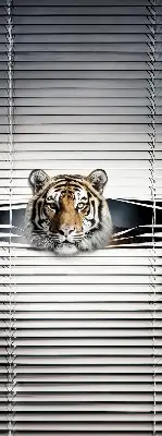 Fensterrollo für den Innenbereich von Tiger