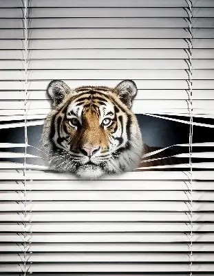 Fensterrollo für den Innenbereich von Tiger