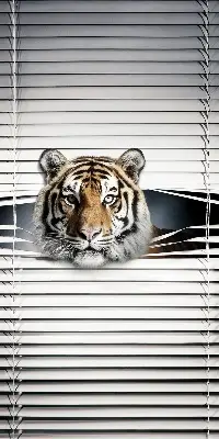 Fensterrollo für den Innenbereich von Tiger