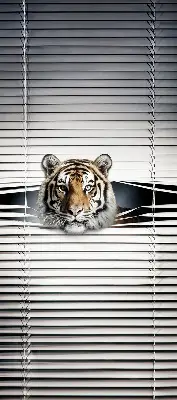Fensterrollo für den Innenbereich von Tiger