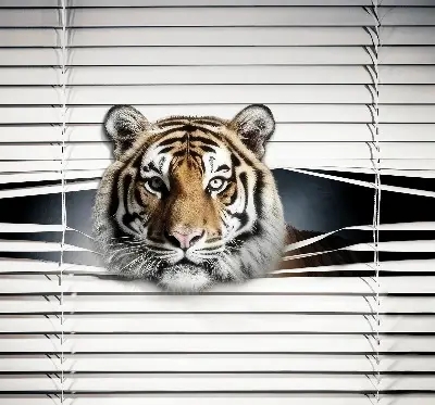 Fensterrollo für den Innenbereich von Tiger