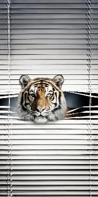 Fensterrollo für den Innenbereich von Tiger