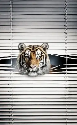 Fensterrollo für den Innenbereich von Tiger