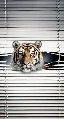 Fensterrollo für den Innenbereich von Tiger