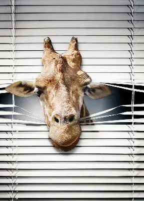 Fensterrollo mit Giraffenmotiv