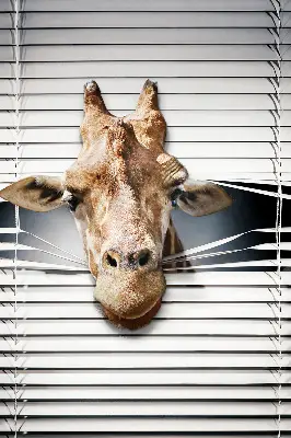 Fensterrollo mit Giraffenmotiv