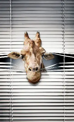 Fensterrollo mit Giraffenmotiv