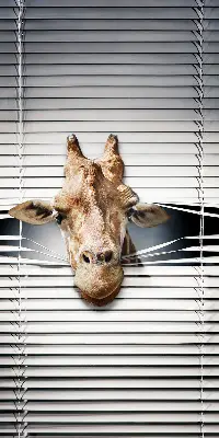 Fensterrollo mit Giraffenmotiv