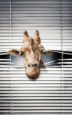 Fensterrollo mit Giraffenmotiv