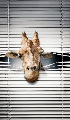 Fensterrollo mit Giraffenmotiv
